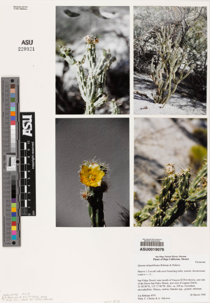 Файл:Cylindropuntia delgadilloana ASU19076.jpg