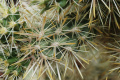 Cylindropuntia echinocarpa 2323.jpeg