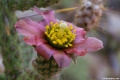 Cylindropuntia ramosissima 1529.jpeg