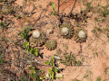 Discocactus hartmannii 9580.JPG