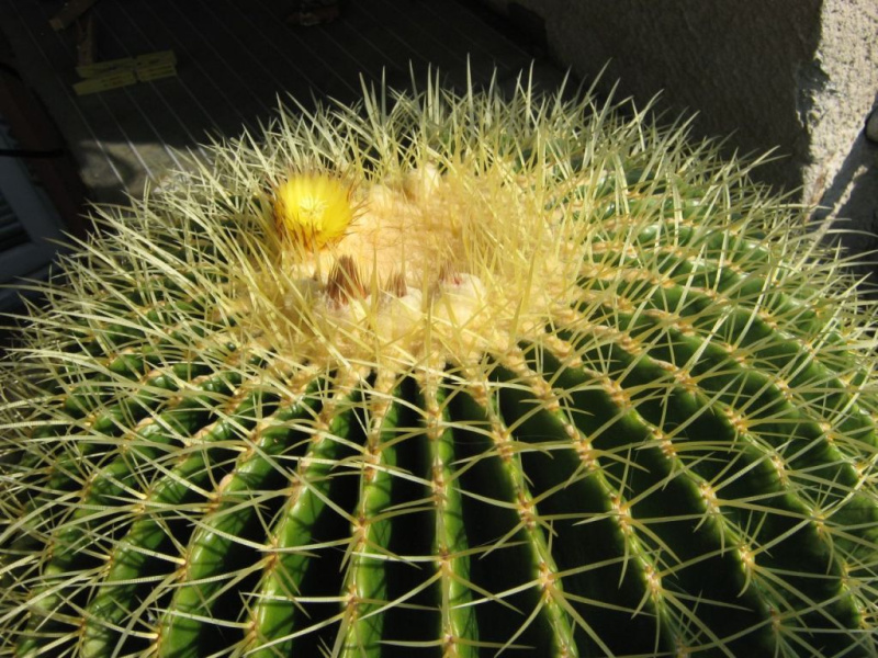 Файл:Echinocactus grusonii 5.jpg