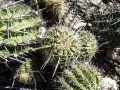 Echinopsis aurea ssp. fallax 3.JPG