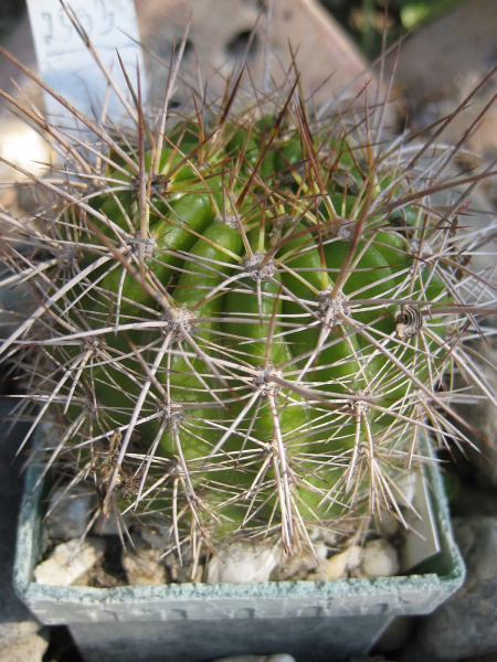 Файл:Echinopsis hystrichoides WR 308.jpg