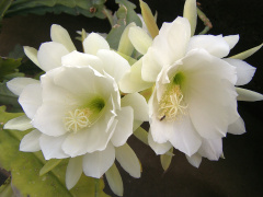 Epiphyllum oxypetalum.jpg