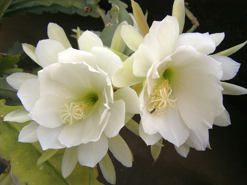 Файл:Epiphyllum oxypetalum.jpg
