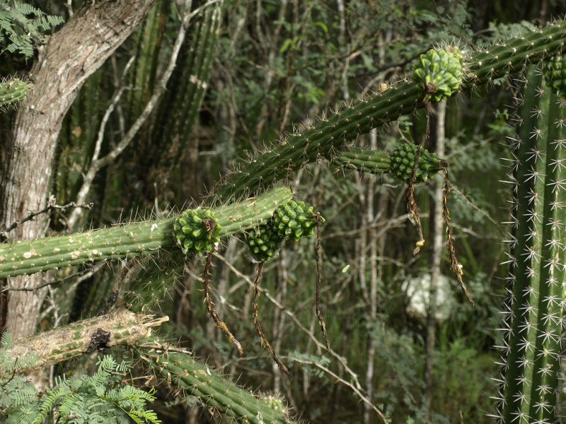 Файл:Harrisia gracilis(divaricata) 4.jpg