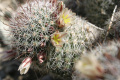 Mammillaria dioica ssp. dioica - растение с еднополови, женски, цветове (без тичинки)