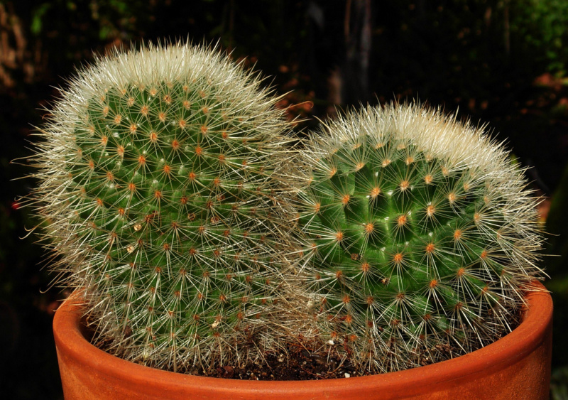 Файл:Mammillaria nunezii ssp. bella 3.jpg
