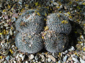 Mammillaria parkinsonii 4.JPG