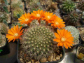 Rebutia fiebrigii.jpg