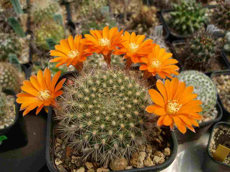 Файл:Rebutia fiebrigii.jpg