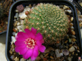 Rebutia mentosa ssp. mentosa.jpg