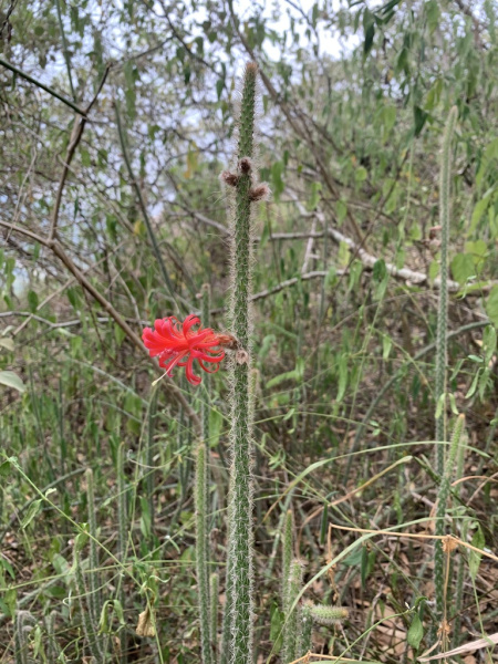 Файл:Borzicactus tenuiserpens 2.jpg