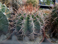 Echinocactus platyacanthus.jpg