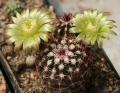 Echinocereus viridiflorus ssp. viridiflorus 2.jpg