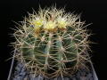 Ferocactus glaucescens 6.JPG