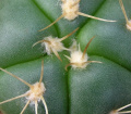 Gymnocalycium-horstii-1.jpeg