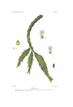 Lepismium lorentzianum.jpg