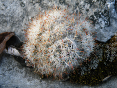 Mammillaria erythrosperma 1h.jpg