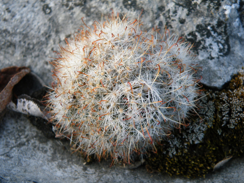 Файл:Mammillaria erythrosperma 1h.jpg