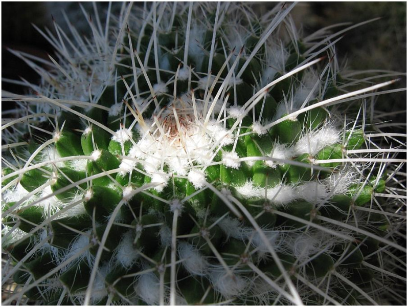 Файл:Mammillaria karwinskiana ssp nepajensis 60.jpg