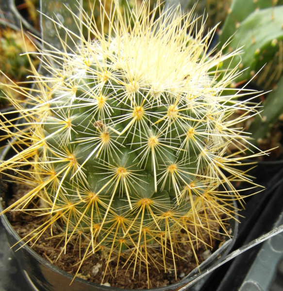 Файл:Mammillaria pringlei 3.JPG