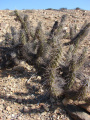 Miqueliopuntia miquelii
