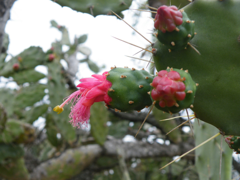 Файл:Nopalea cochenillifera 5.jpg