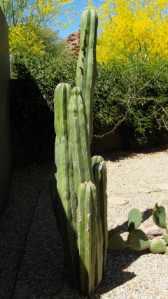 Pachycereus marginatus 2.JPG