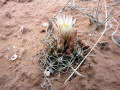 Sclerocactus wrightiae 2.JPG