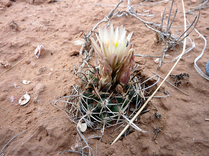 Файл:Sclerocactus wrightiae 2.JPG