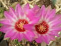 Thelocactus bicolor ssp. schwarzii 6.jpg
