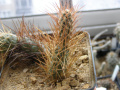 Тephrocactus weberi RBT05