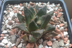 Ariocarpus scaphirostris.jpg