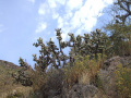 Austrocylindropuntia subulata ssp. exaltata