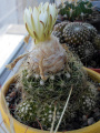 Discocactus zehntneri ssp. boomianus