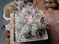 Echinocactus horizonthalonius - Andromir Popov.jpg