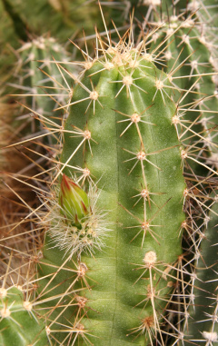 Echinocereus parkeri 01.jpg