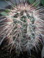 Echinocereus viridiflorus ssp. chloranthus