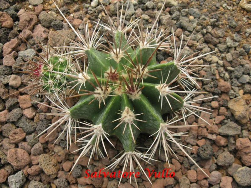 Файл:Ferocactus flavovirens CH 157.jpg