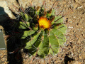 Ferocactus herrerae 5.jpg