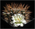 Gymnocalycium schickendantzii 0.jpg