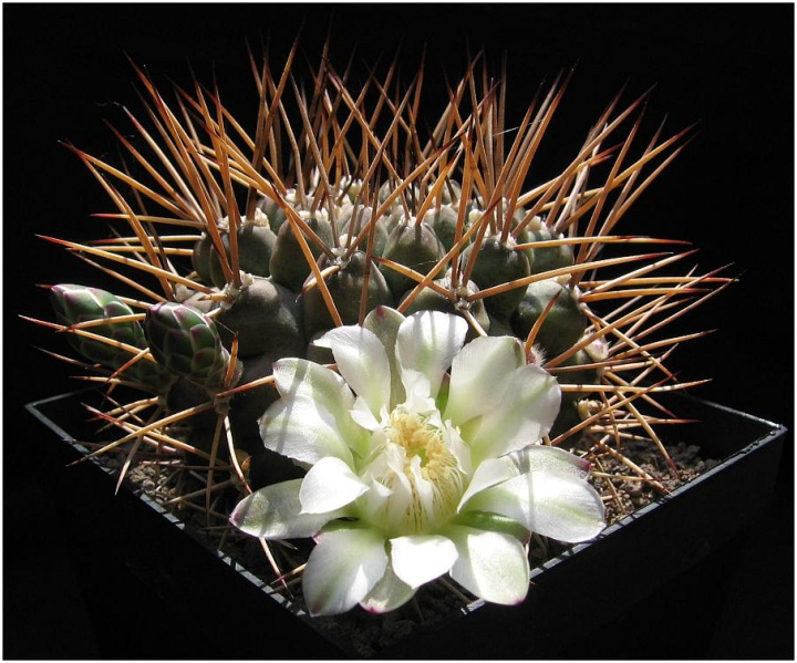 Файл:Gymnocalycium schickendantzii 0.jpg