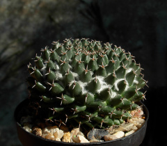 Mammillaria formosa ssp. pseudocrucigera 2.jpg