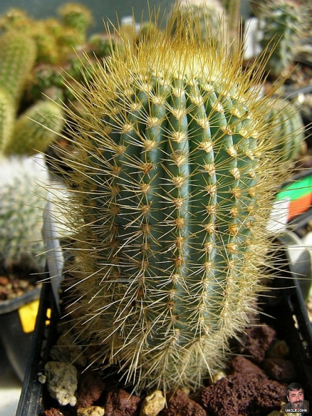 Файл:Micranthocereus estevesii.jpg