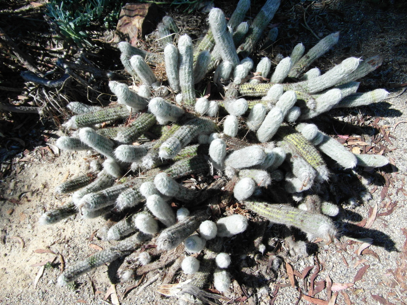 Файл:Oreocereus doelzianus ssp. sericatus 3.JPG