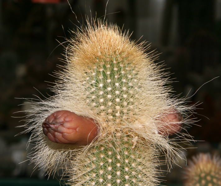 Файл:Pilosocereus chrysostele fl.jpg