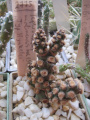 Tephrocactus molinensis MK 1515