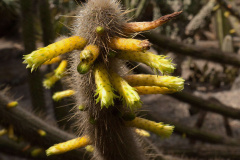 Cleistocactus ritteri 1.jpg