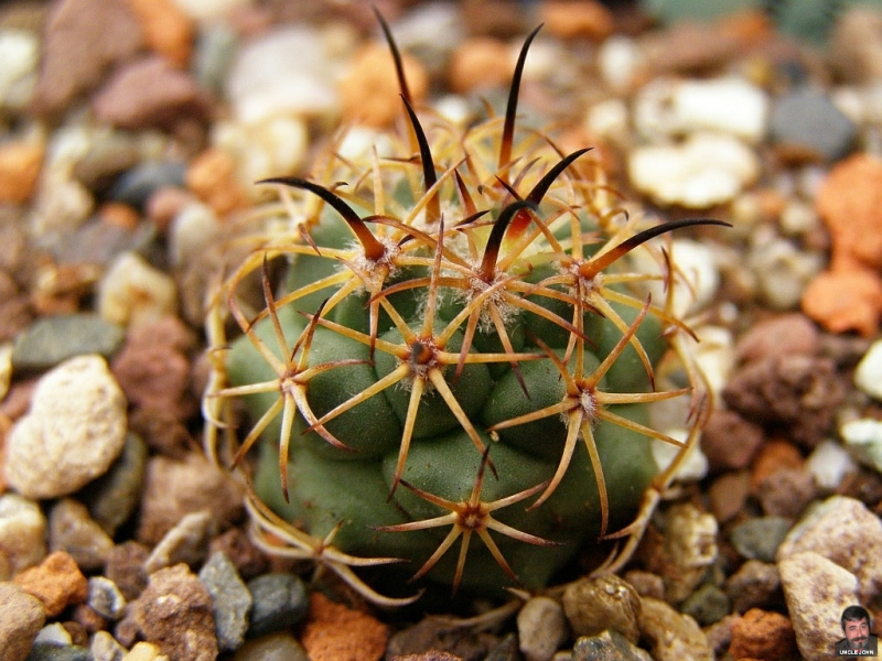 Файл:Coryphantha longicornis.jpg